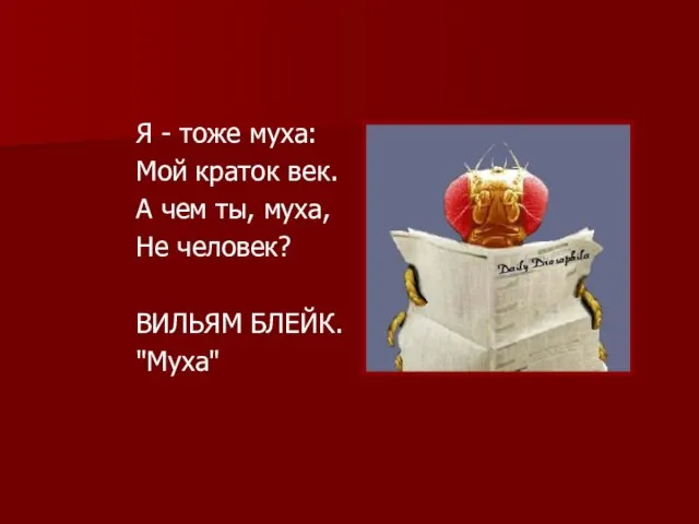 Я - тоже муха: Мой краток век. А чем ты, муха, Не человек? ВИЛЬЯМ БЛЕЙК. "Муха"