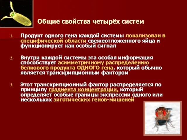 Общие свойства четырёх систем Продукт одного гена каждой системы локализован в