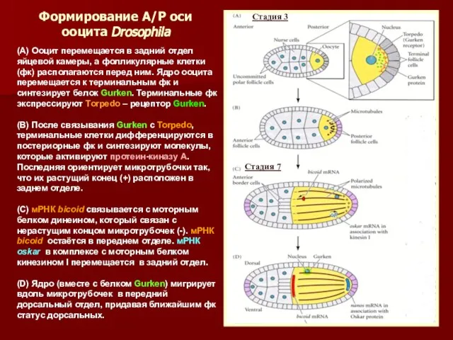 Формирование А/Р оси ооцита Drosophila (А) Ооцит перемещается в задний отдел
