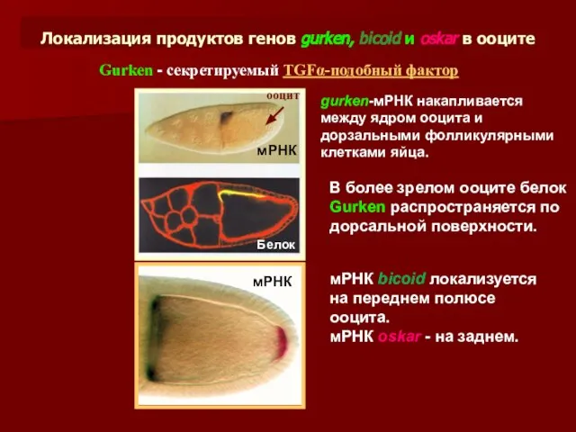 Локализация продуктов генов gurken, bicoid и oskar в ооците мРНК Белок