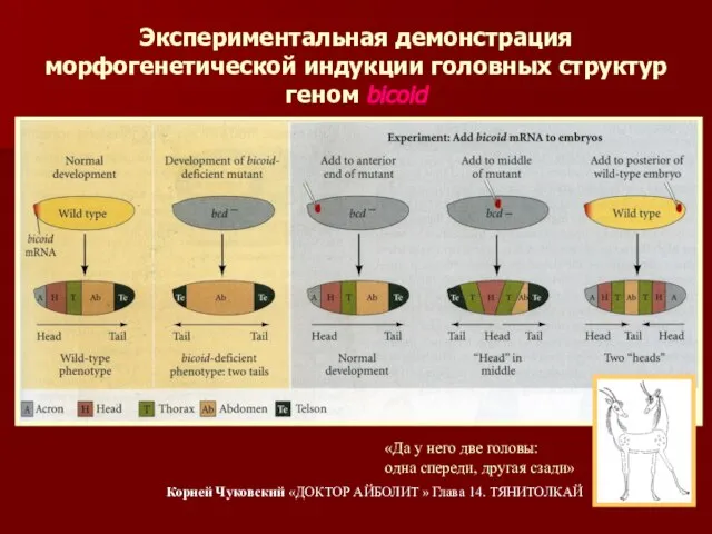 Экспериментальная демонстрация морфогенетической индукции головных структур геном bicoid «Да у него