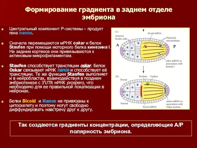 Формирование градиента в заднем отделе эмбриона Центральный компонент Р-системы – продукт