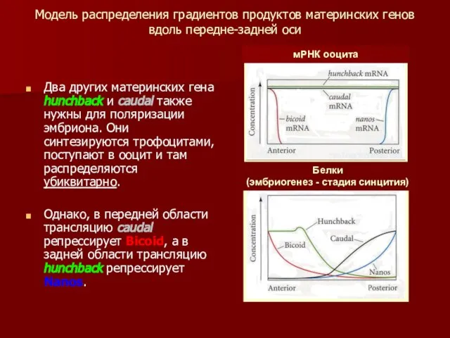 Модель распределения градиентов продуктов материнских генов вдоль передне-задней оси Два других