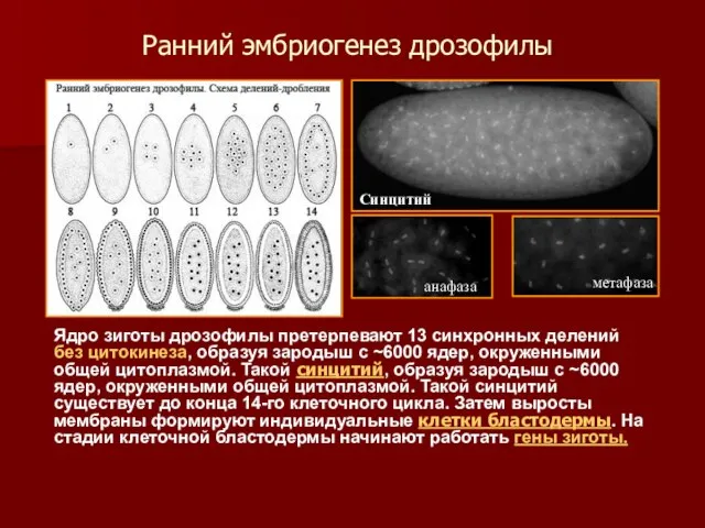 Ранний эмбриогенез дрозофилы Ядро зиготы дрозофилы претерпевают 13 синхронных делений без