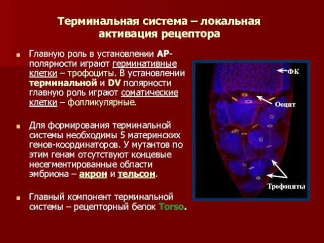 Терминальная система – локальная активация рецептора Главную роль в установлении АР-полярности