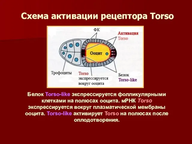 Схема активации рецептора Torso Белок Torso-like экспрессируется фолликулярными клетками на полюсах