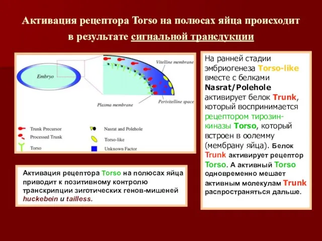 Активация рецептора Torso на полюсах яйца происходит в результате сигнальной трансдукции