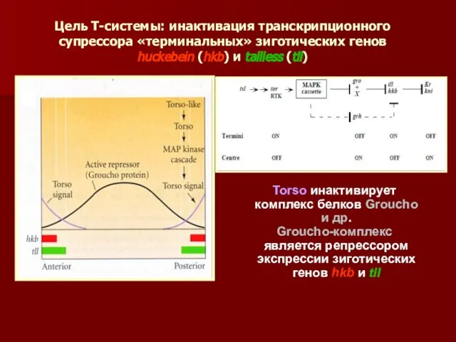 Цель Т-системы: инактивация транскрипционного супрессора «терминальных» зиготических генов huckebein (hkb) и