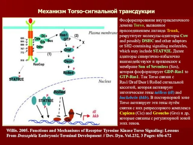 Механизм Torso-сигнальной трансдукции Willis. 2005. Functions and Mechanisms of Receptor Tyrosine