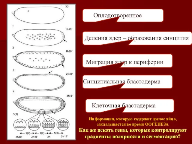 Оплодотворенное яйцо Миграция ядер к периферии Синцитиальная бластодерма Деления ядер –