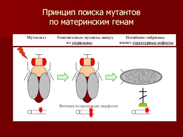 Принцип поиска мутантов по материнским генам Мутагенез Гомозиготные мутанты живут, Погибшие