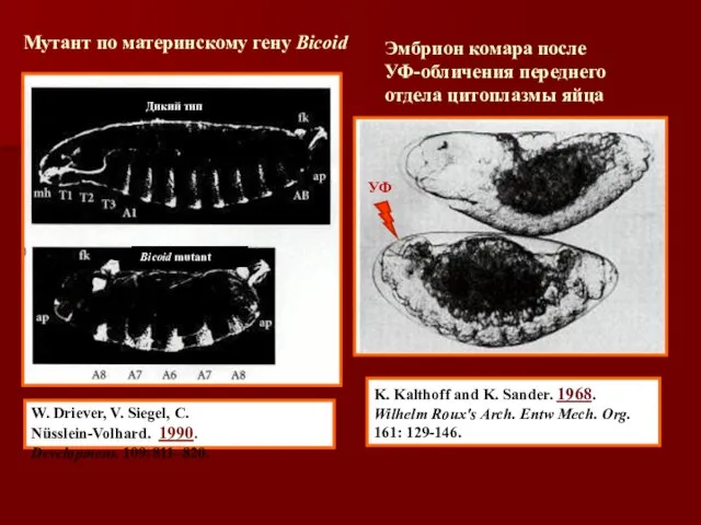 K. Kalthoff and K. Sander. 1968. Wilhelm Roux's Arch. Entw Mech.