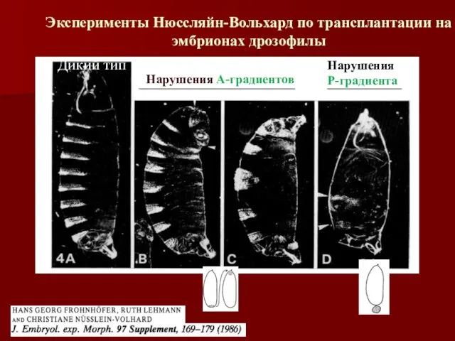 Дикий тип Нарушения А-градиентов Нарушения Р-градиента Эксперименты Нюссляйн-Вольхард по трансплантации на эмбрионах дрозофилы