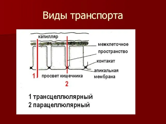 Виды транспорта