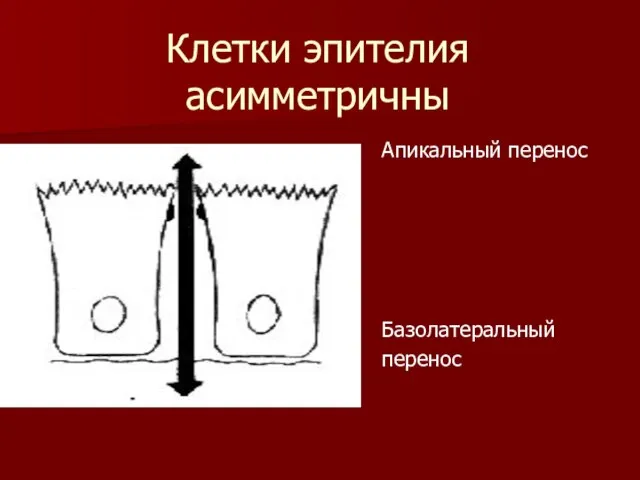 Клетки эпителия асимметричны Апикальный перенос Базолатеральный перенос