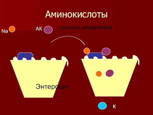 Аминокислоты Na АК Энтероцит полость кишечника к