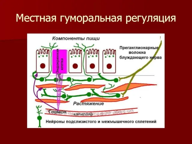 Местная гуморальная регуляция