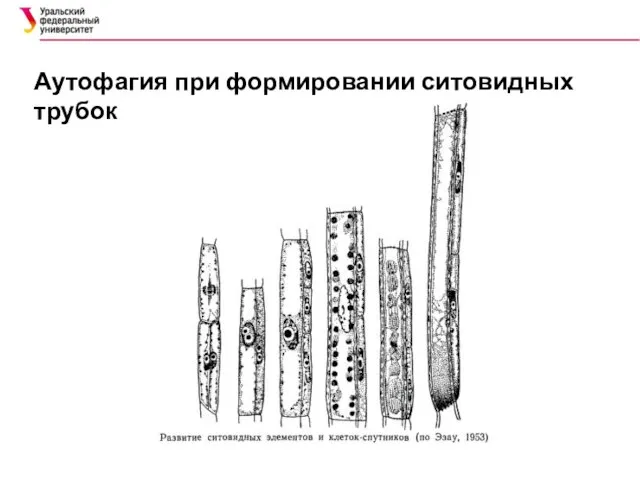 Аутофагия при формировании ситовидных трубок