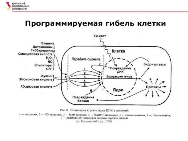 Программируемая гибель клетки