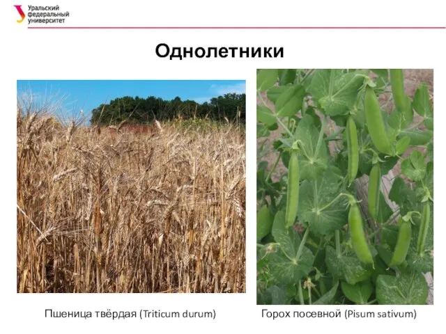 Пшеница твёрдая (Triticum durum) Горох посевной (Pisum sativum) Однолетники