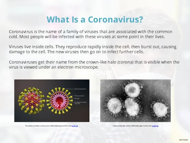 What Is a Coronavirus? Coronavirus is the name of a family