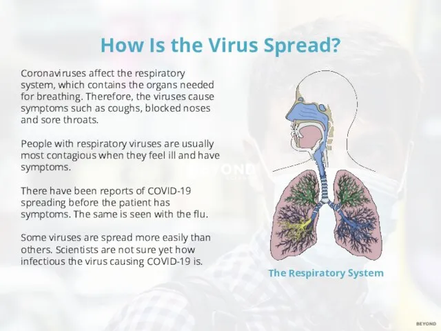 How Is the Virus Spread? Coronaviruses affect the respiratory system, which