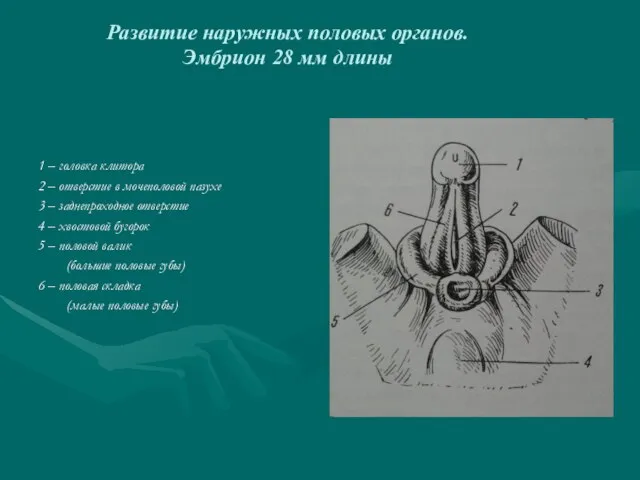 Развитие наружных половых органов. Эмбрион 28 мм длины 1 – головка