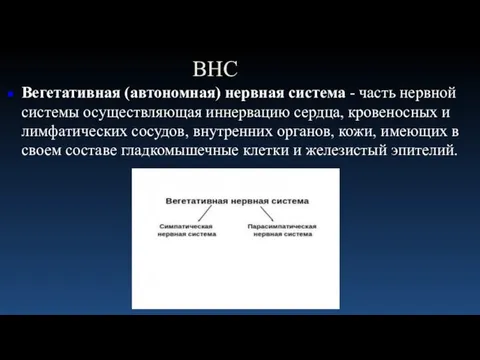 ВНС Вегетативная (автономная) нервная система - часть нервной системы осуществляющая иннервацию