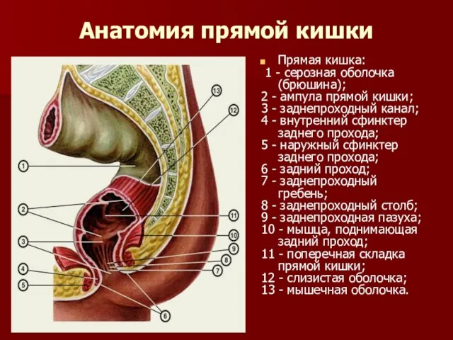 Анатомия прямой кишки Прямая кишка: 1 - серозная оболочка (брюшина); 2