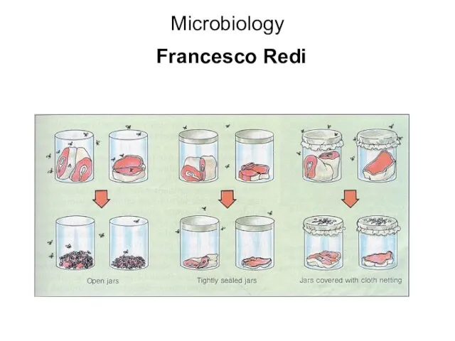 Microbiology Francesco Redi