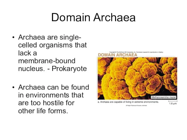 Domain Archaea Archaea are single- celled organisms that lack a membrane-bound