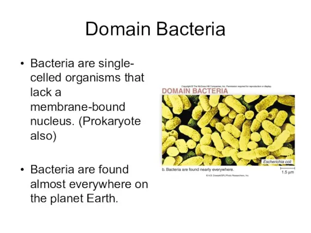 Domain Bacteria Bacteria are single- celled organisms that lack a membrane-bound