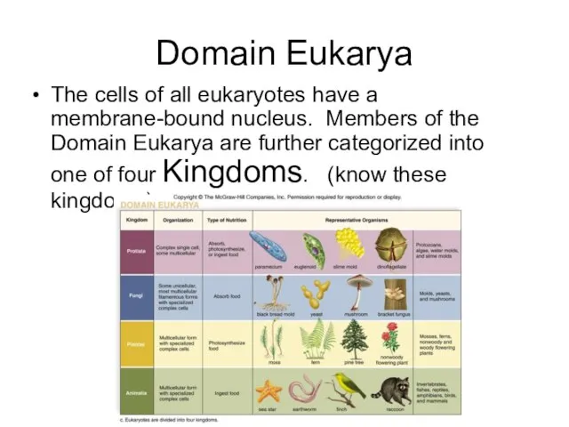 Domain Eukarya The cells of all eukaryotes have a membrane-bound nucleus.