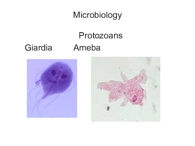 Microbiology Protozoans Giardia Ameba