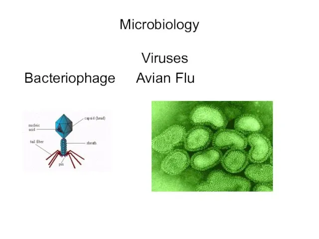 Microbiology Viruses Bacteriophage Avian Flu