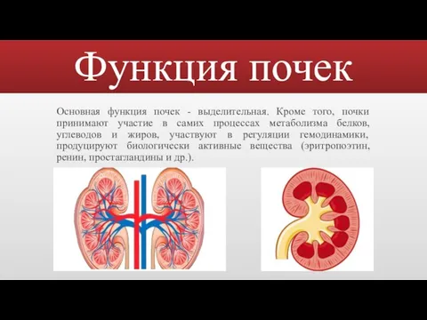 Функция почек Основная функция почек - выделительная. Кроме того, почки принимают