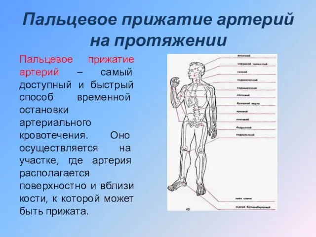 Пальцевое прижатие артерий на протяжении Пальцевое прижатие артерий – самый доступный