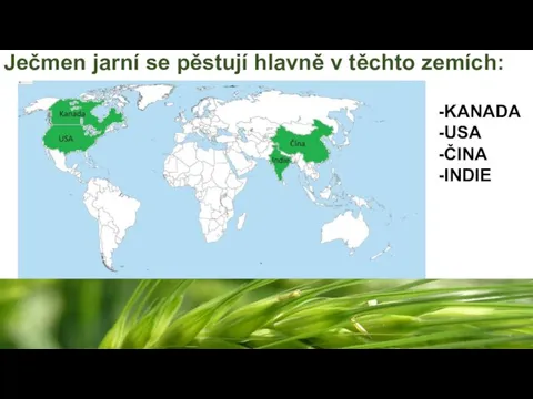 Ječmen jarní se pěstují hlavně v těchto zemích: -KANADA -USA -ČINA -INDIE
