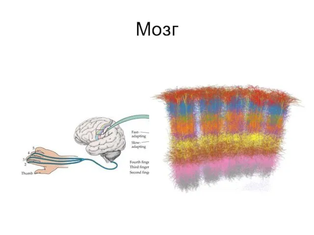 Мозг