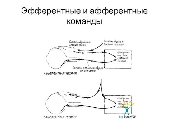 Эфферентные и афферентные команды