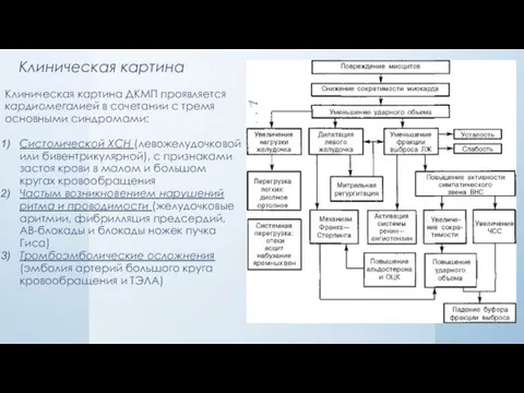 Клиническая картина Клиническая картина ДКМП проявляется кардиомегалией в сочетании с тремя