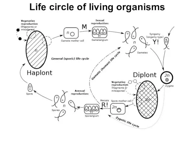 Life circle of living organisms