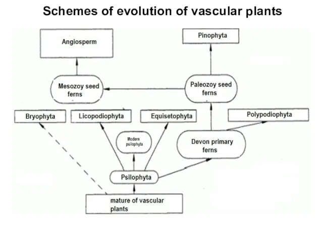 Schemes of evolution of vascular plants