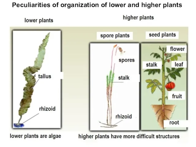 Peculiarities of organization of lower and higher plants