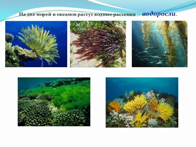 На дне морей и океанов растут водные растения - водоросли.