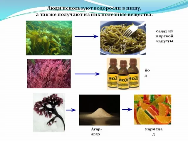 Люди используют водоросли в пищу, а так же получают из них