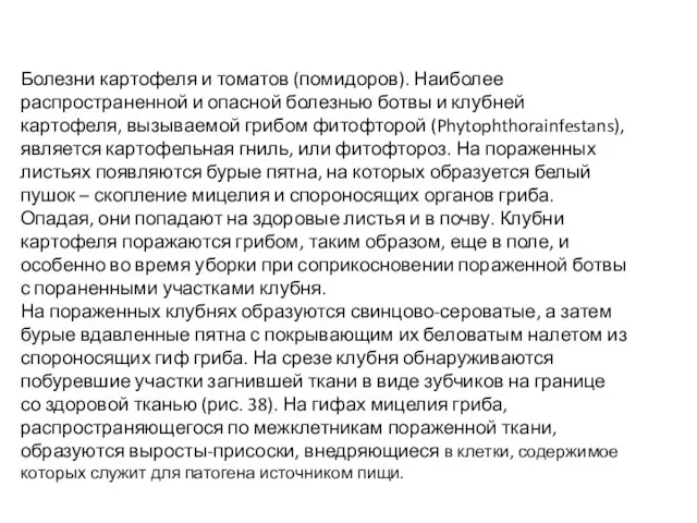 Болезни картофеля и томатов (помидоров). Наиболее распространенной и опасной болезнью ботвы