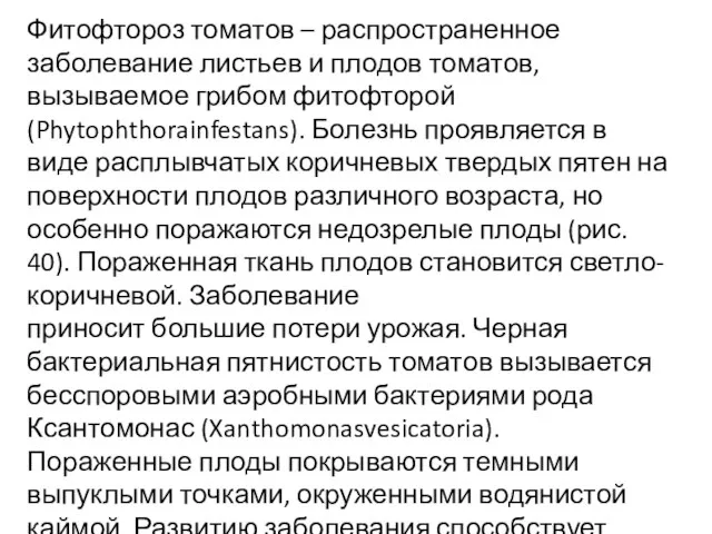 Фитофтороз томатов – распространенное заболевание листьев и плодов томатов, вызываемое грибом