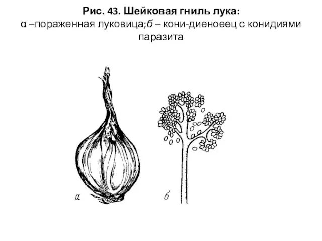 Рис. 43. Шейковая гниль лука: α –пораженная луковица;б – кони-диеноеец с конидиями паразита