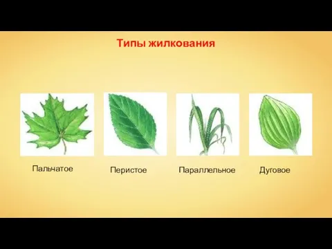 Типы жилкования Пальчатое Перистое Параллельное Дуговое